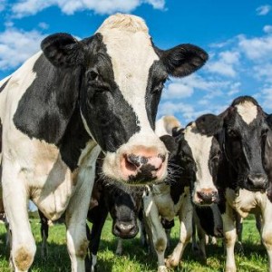 Too much gas from cows are released into the environment because we love beef. Photo courtesy of Shutterstock