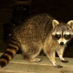 Rabies Alert in Middletown