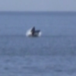 Thar she blows!  Whale spotted off Sea Bright