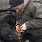 N.J. bear hunt begins with 124 bruins killed on first day, including 693-pound black bear