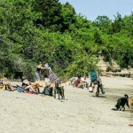 Restrictions on dogs eased at popular beach
