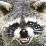 Rabies Alert in Middletown