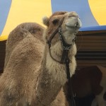 Circus Camel Escapes In Middletown