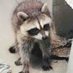 Rabid raccoon in Old Bridge is 5th infected with virus in Middlesex this year