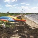 Possible dangerous ‘clinging jellyfish’ found along Jersey Shore, report says