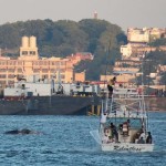 Dead whale in Hudson River to be towed out to sea for disposal: Army Corps of Engineers