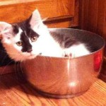 He tortured and killed 19 cats. Now some fear he’s at it again