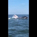 WATCH: Whale splashes near personal watercraft off Manasquan beach