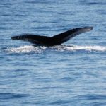 WATCH: Humpback whale spotted off Jersey Shore