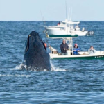 This buoy named Melville has been tracking whales off N.J. for months