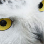 Snowy Owls Making Another Winter Appearance On NJ Beaches