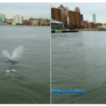 Whales ring in the new year at the Jersey Shore and in the East River