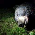 NJ Fish and Wildlife:  Union Beach Bear was behaving normally