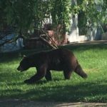 Bear roaming through Union County caught, relocated safely