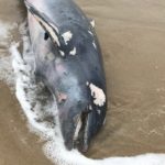 Bottlenose dolphins wash up dead along Sea Bright, Sandy Hook and Sea Isle City