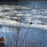 First-responders save Golden Retriever who’d fallen through ice in Howell