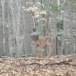 Oh deer! Young buck saved after it got a glass bowl stuck on its head