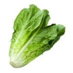 E.coli outbreak that hit N.J. linked to romaine lettuce from Arizona