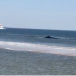 Video: Whale almost beached at Sandy Hook on Tuesday